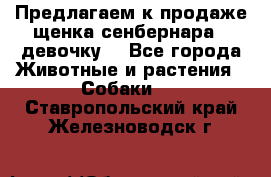 Предлагаем к продаже щенка сенбернара - девочку. - Все города Животные и растения » Собаки   . Ставропольский край,Железноводск г.